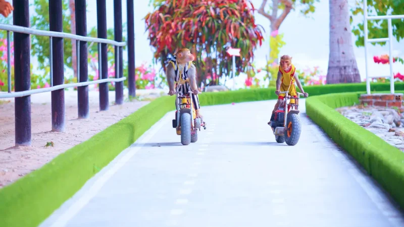 Monkeys riding mini bikes at Monkey Island Nha Trang