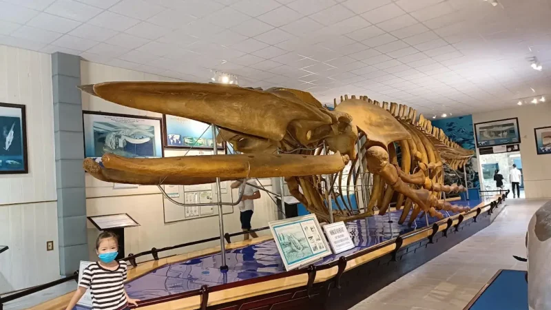 Whale skeleton display at the Institute of Oceanography in Nha Trang, Vietnam, showcasing a large preserved marine specimen in the museum exhibition hall.