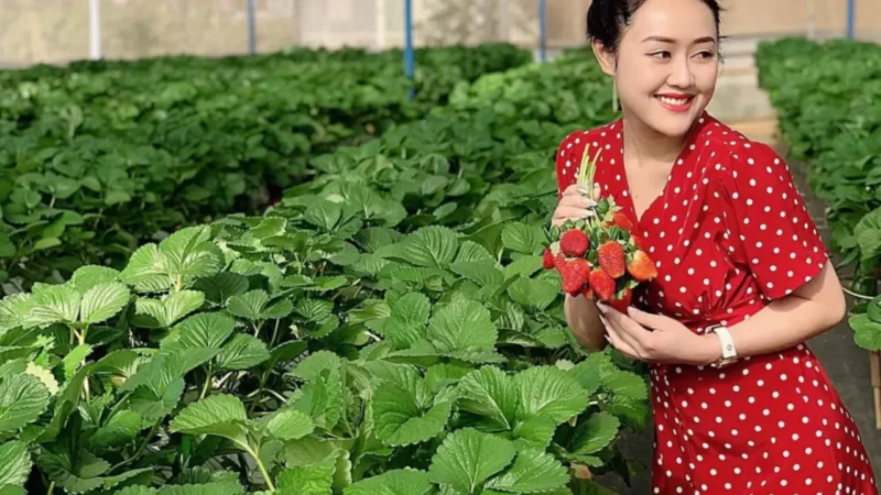 Dâu tây Đà Lạt tươi ngon là đặc sản được nhiều du khách lựa chọn mua về làm quà