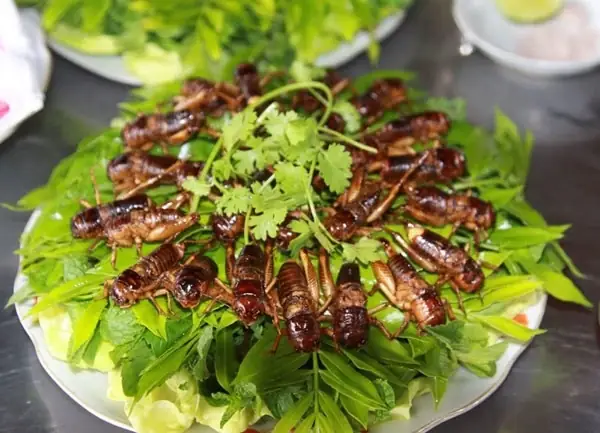 Crispy fried crickets served on fresh herbs at Dalat cricket farm A delicious platter of crispy fried crickets garnished with fresh mint herbs at an eco cricket farm in Dalat